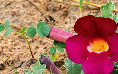 Дяволски нокът (Harpagophytum procumbens) Дяволски нокът (Harpagophytum procumbens)